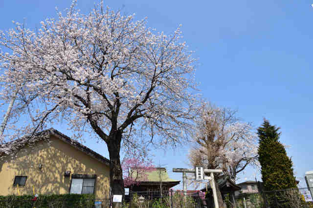明治神宮桜