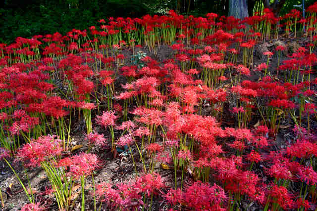 正安寺北側彼岸花