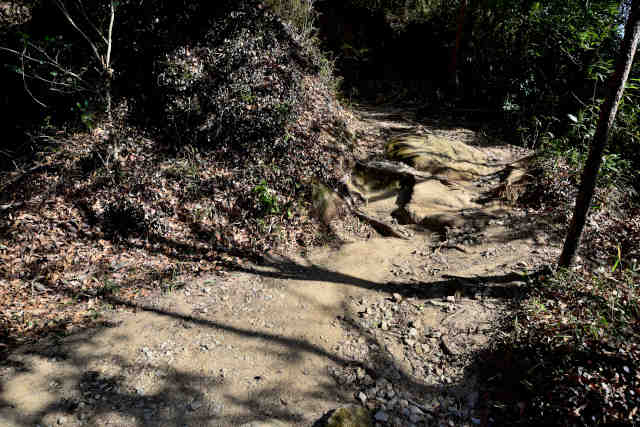 ������o�R���捶�J�[�u