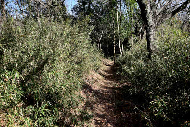 ������X�̓�������