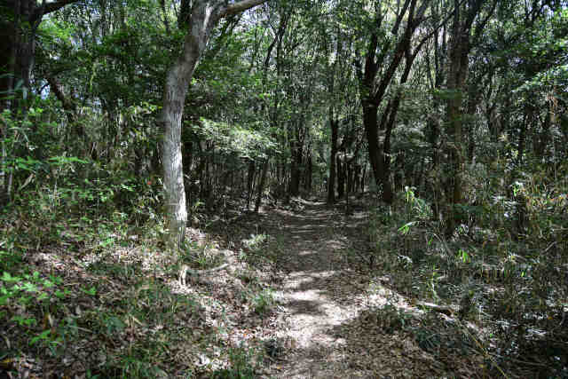 ���c�鍇����