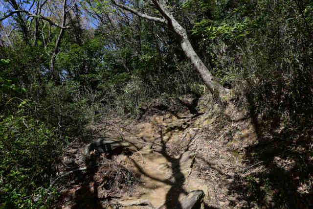 ���c�鎵��