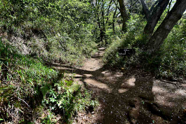 ���c��T�u�R�[�X����