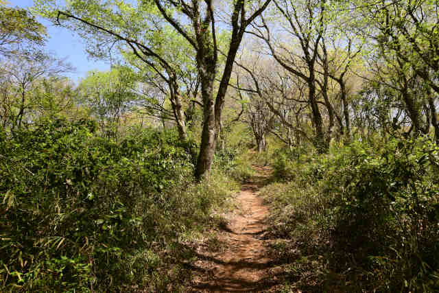 ���c��T�u�R�[�X�R���O�o�R��