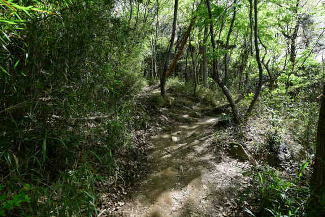 ���c�鏃�����������o�R��