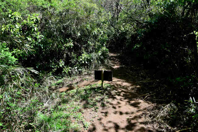 ���c��R���R�[�X�i�Q�j����