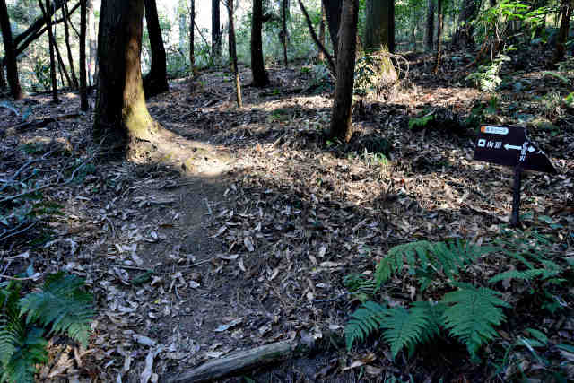 �V���R�[�X���