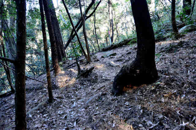 �V���R�[�X�R���o�R��