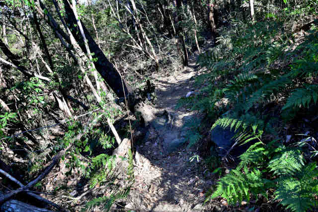 �V���R�[�X�R���R�[�X������O