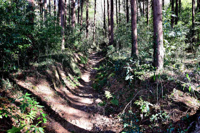 �V���R�[�X�ؗ�