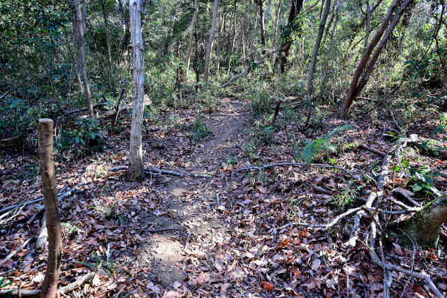 �V���R�[�X���O