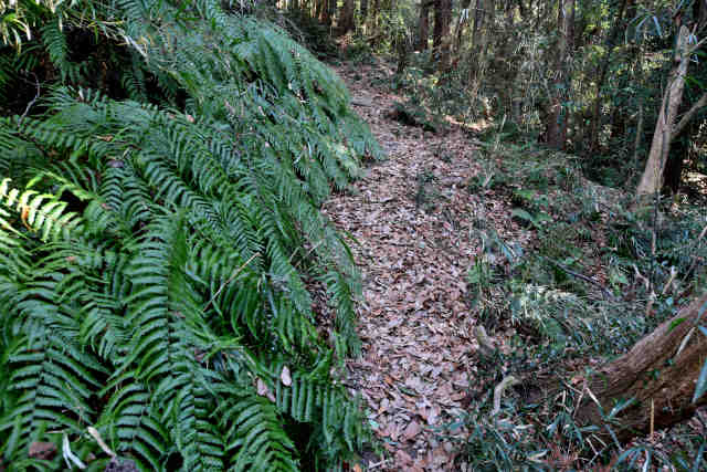 �V���R�[�X�E���Ζ�