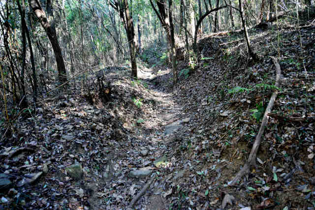 �V���R�[�X�o�R��