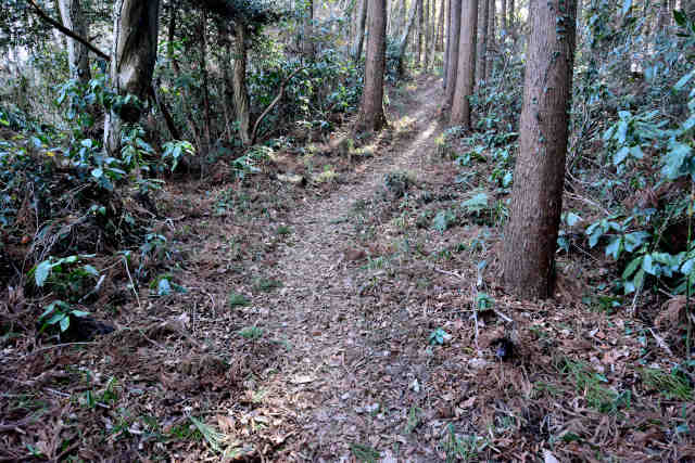 �R���P�����o�R��