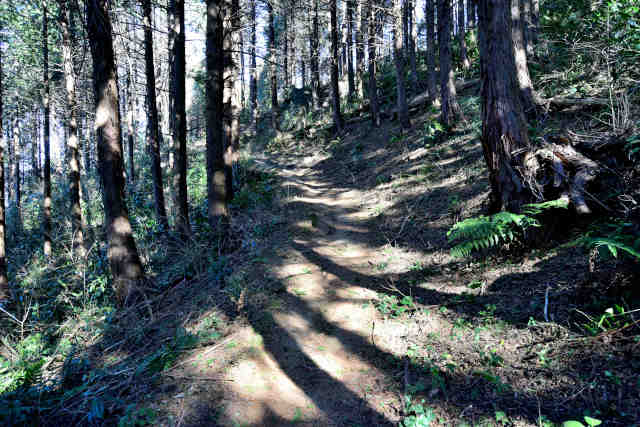 �R���P�E��