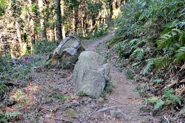 �R���P�o�R��