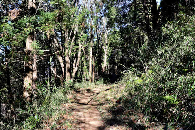 �R���P�o�R��