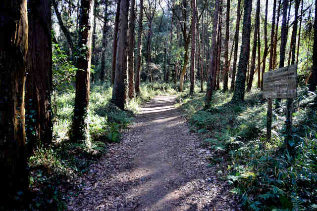 �R���P�ۈ��ѕ��n�шē���