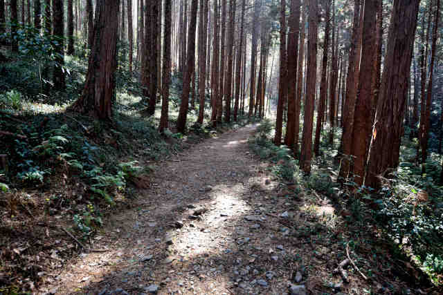 �R���P���ؗ�