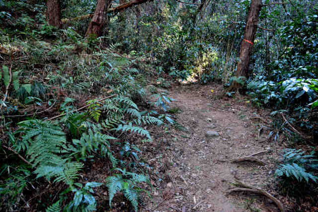 �R���P���J�[�u