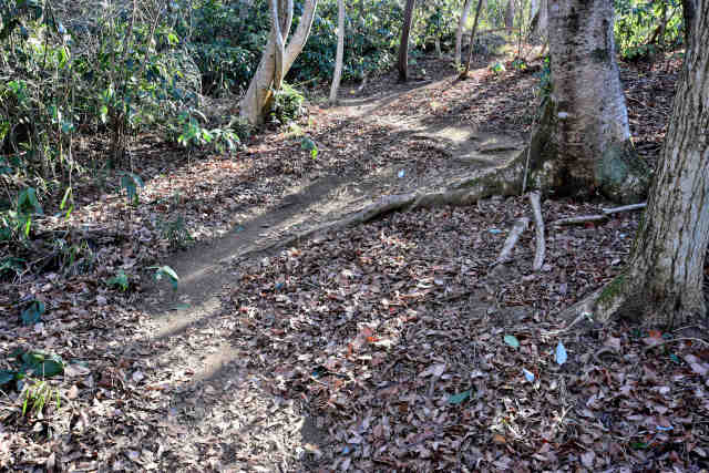 �R���P�����ȒJ