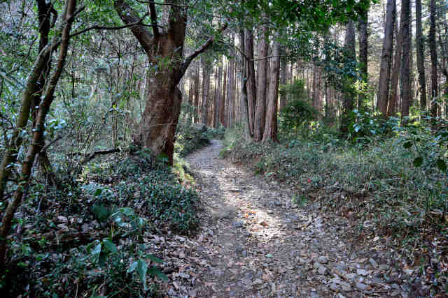 �R���P���