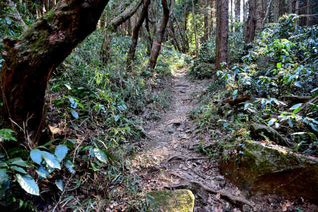 �R���P��n��