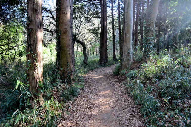 �R���P�o�R���ؗ�