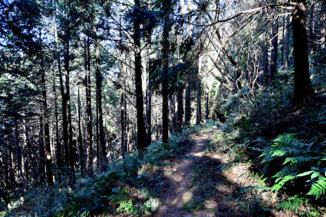 �R���P�o�R��