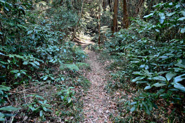 �R���Q�����