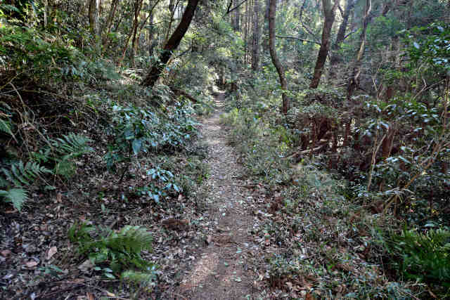 �R���Q�����O