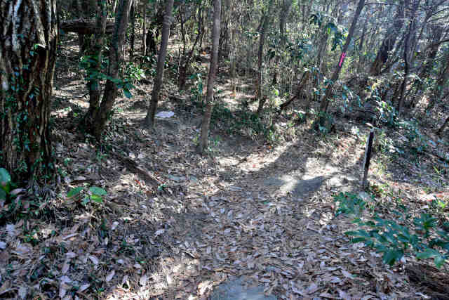 �R���Q�V���R�[�X����