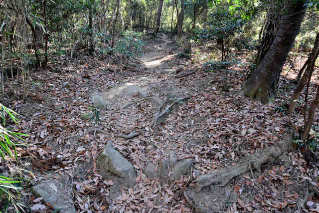 �R���Q�V���R�[�X��O