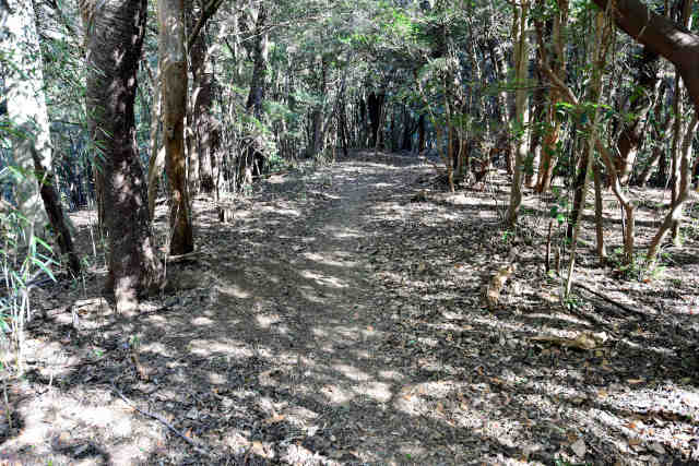 �R���Q�����L