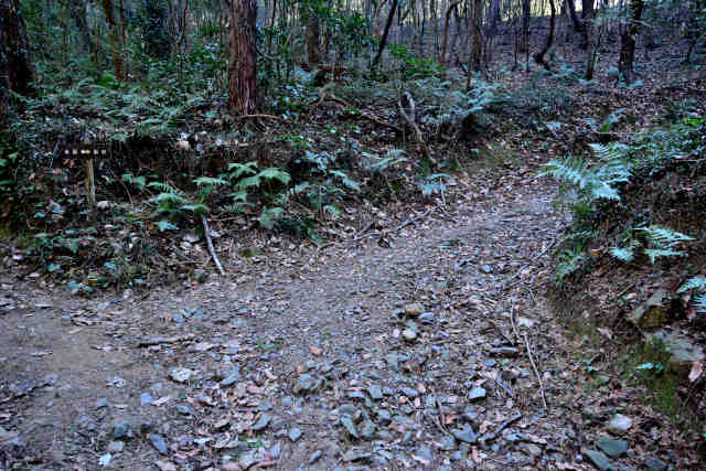 �R���Q�o�R��