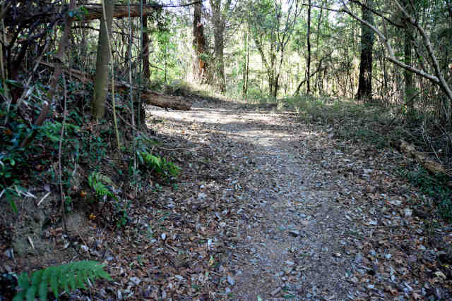 �R���Q�o�R����