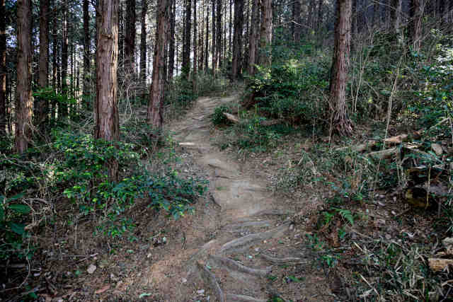 �R���Q�ؗ�