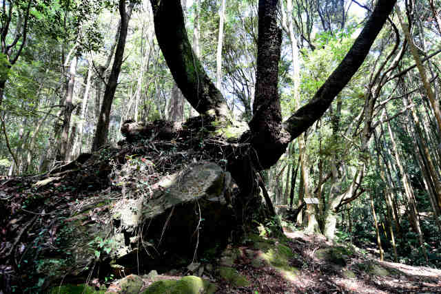 �����R�Ί�����