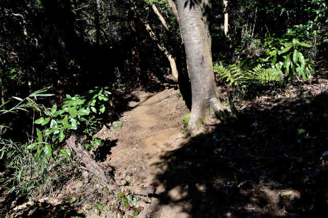 ���Ǐ����W�]�╪���