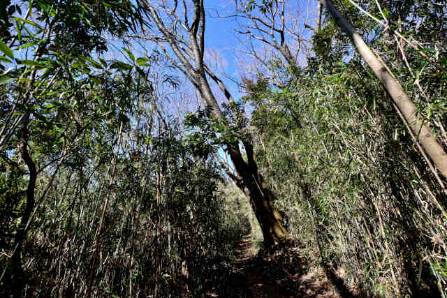 ���Ǐ�����