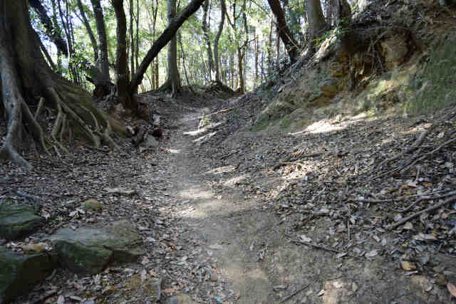 �����o�R����