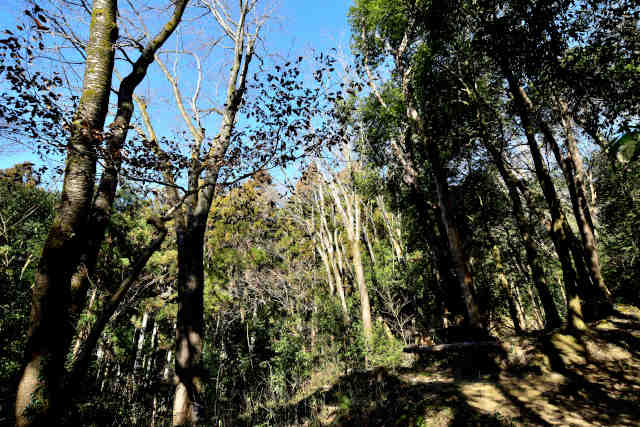 ������{���x�e��