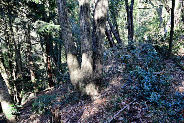 �����O�{����