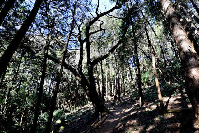 �����O�{��