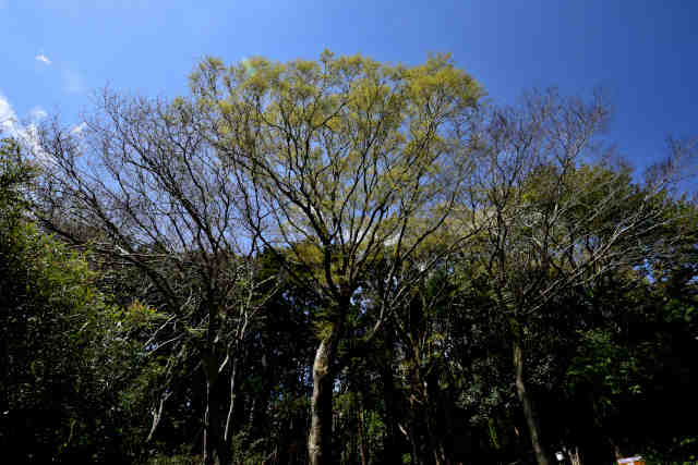 �����R�o�R���̍�