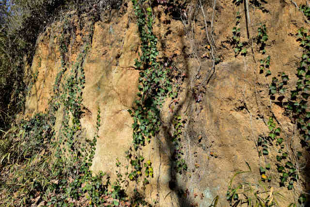 ���c�O�R�e��