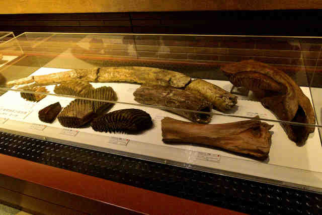 �Ԏ���i�E�}���]�E