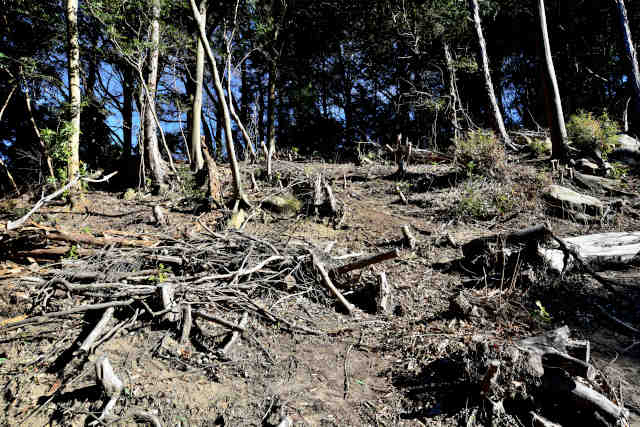 �H���[���S�ѐΑO