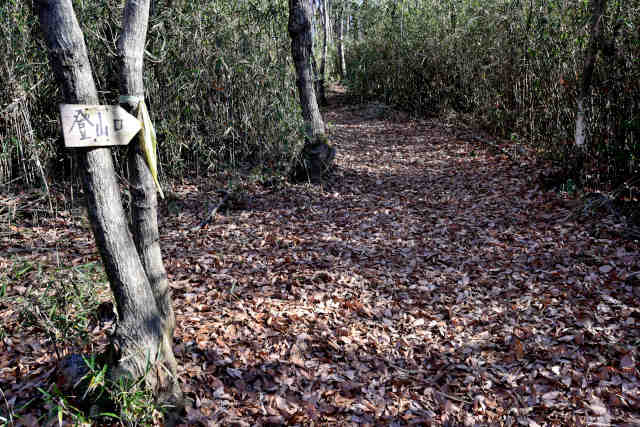 �H���[�����o�R��