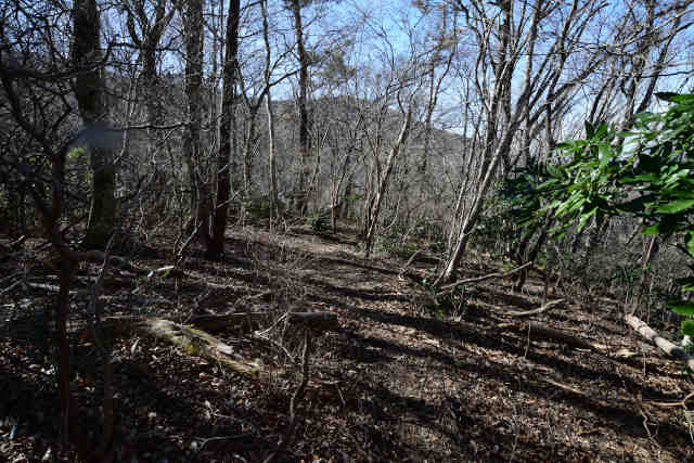 �H���[�����̐앪���